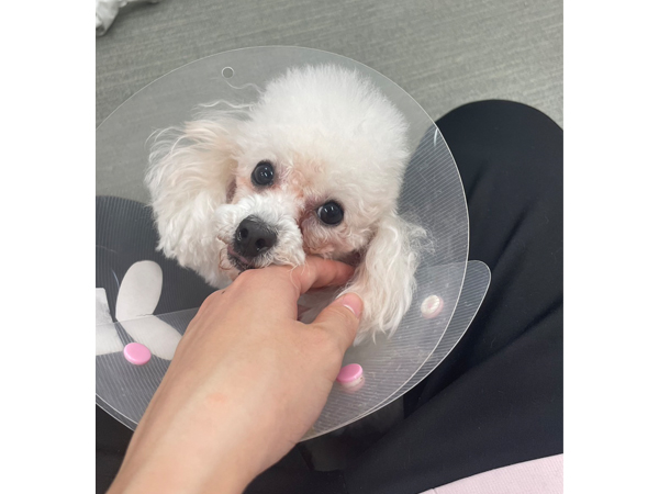 生徒が撮影したモデル犬☆